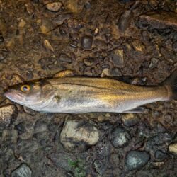 久しぶりのアジ